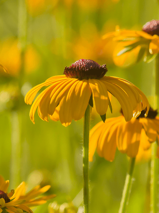 Rudbeckia fulgida Speciosa